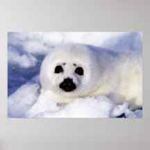 Harp seal pup ice Gulf of St. Lawrence, Posters