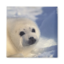 Harp Seal Pup magnets by alternateworlds Harp Seal Pup magnets