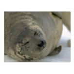 Harp seal pup post card