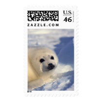 Harp Seal Pup postage by alternateworlds Harp Seal Pup postage