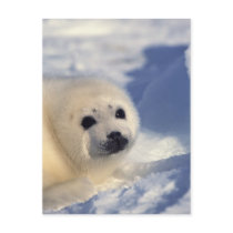 Harp Seal Pup postcards by alternateworlds Harp Seal Pup postcards