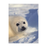Harp Seal Pup Post Cards