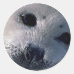 Harp seal pup round sticker