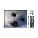Harp seal pup stamps
