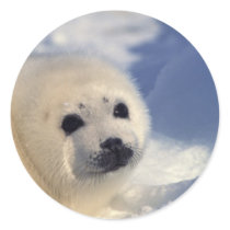 Harp Seal Pup stickers by alternateworlds Harp Seal Pup stickers