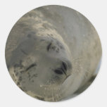 Harp seal pup stickers