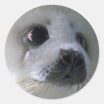 Harp seal pup stickers
