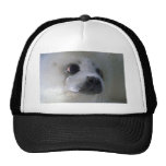 Harp seal pup trucker hat