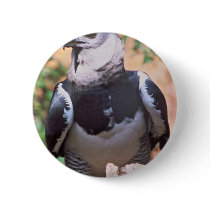 Harpey Eagle Pins