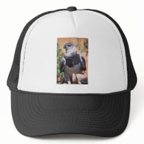 Harpey Eagle Mesh Hats