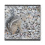 Harris Antelope Squirrel Refrigerator Magnet