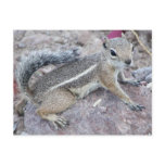 Harris Antelope Squirrel Post Cards