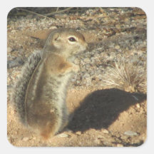 Harris' Antelope Squirrel Stickers
