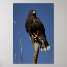 Harris Hawk 1 Posters