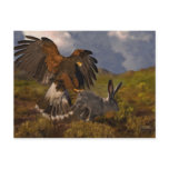 Harris Hawk and Jackrabbit - acrylic Post Cards