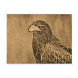 Harris Hawk Bird of Prey Close Up Post Cards