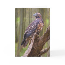 harris hawk cards