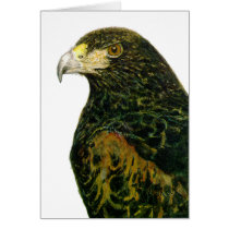 Harris Hawk card