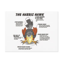 Harris Hawk Cartoon Postcard