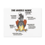 Harris Hawk Cartoon Postcard