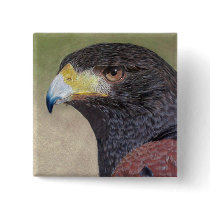Harris Hawk colored pencils buttons