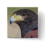 Harris Hawk colored pencils buttons