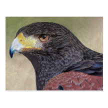 Harris Hawk colored pencils Post Card