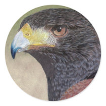 Harris Hawk colored pencils stickers by wildlifeart Harris Hawk colored pencils stickers