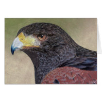 Harris Hawk-cp Greeting Card
