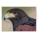 Harris Hawk-cp cards