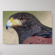 Harris Hawk-cp Poster