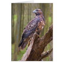 harris hawk greeting cards