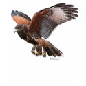 Harris Hawk in Flight t-shirts by falconry Harris Hawk in Flight t-shirts