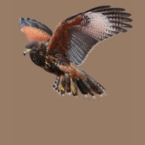 Harris Hawk in Flight t-shirts