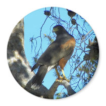 Harris Hawk magnets by Congress_Arizona Harris Hawk magnets