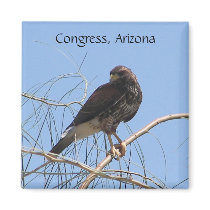 Harris Hawk magnets