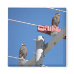 Harris Hawk Refrigerator Magnets
