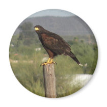 Harris Hawk magnets by Congress_Arizona Harris Hawk magnets