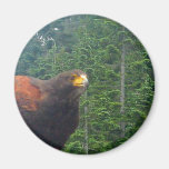 Harris Hawk Magnet