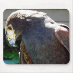 Harris' Hawk Mousepad