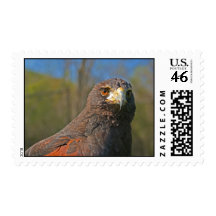Harris hawk painting postage stamp