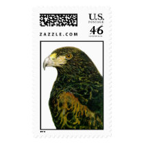 Harris Hawk Postage Stamp