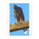 Harris Hawk Postcards