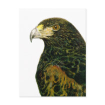 Harris Hawk Postcard