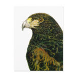 Harris Hawk Postcard