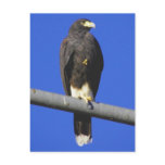 Harris Hawk Post Card
