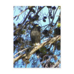 Harris Hawk Post Cards