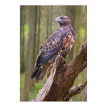 harris hawk posters