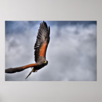 Harris Hawk Posters