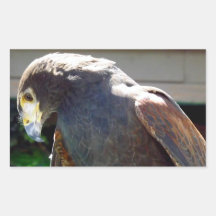 Harris' Hawk Rectangle Stickers